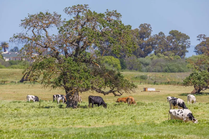 Certified Organic Beef, Hidden Contaminants: What the Label Still Can't Promise You