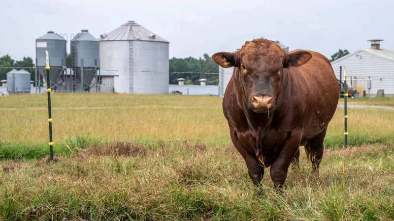 Grass-Fed Beef: The Marketing Story vs. What's Actually Happening on the Farm