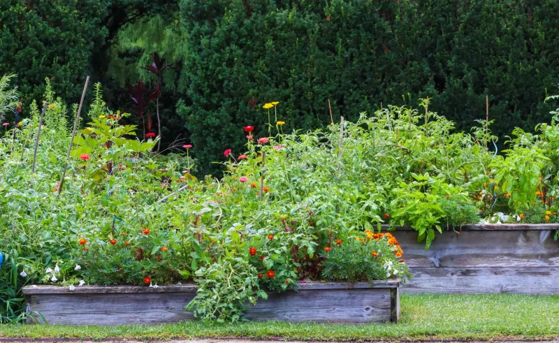 Grow It or Buy It? The Organic Gardening Decisions That Actually Pay Off