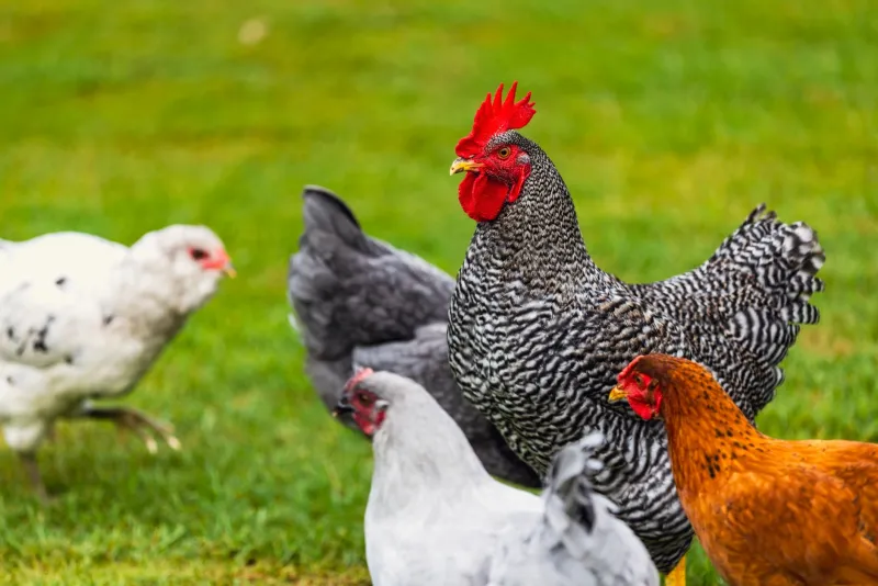 No Antibiotics, No Exceptions: The Hidden Cost of Organic Chicken Rules on Animal Welfare