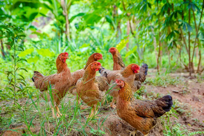 When Doing Right by the Chicken Doesn't Quite Do Right by You