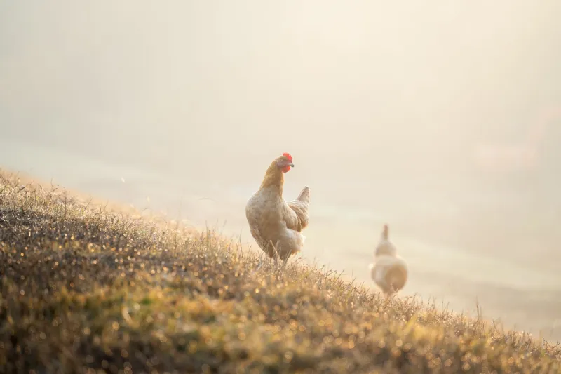What 'Pasture-Raised' on an Egg Carton Actually Means (Hint: Less Than You'd Hope)