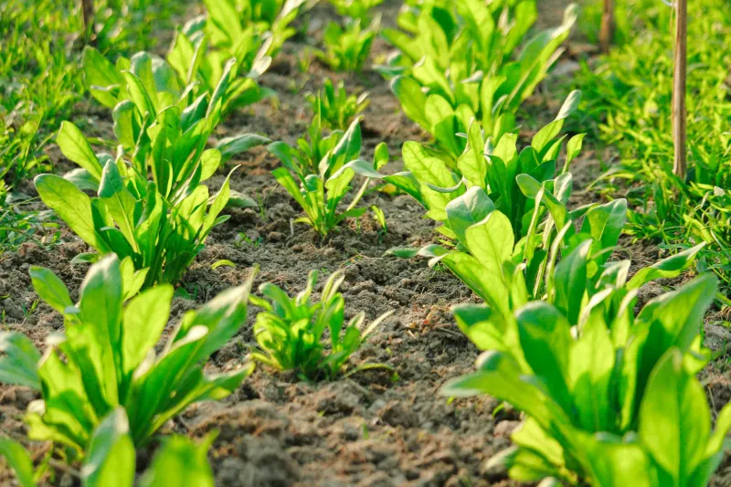 Beyond the Organic Label: Why Regenerative Farming Might Be the Most Important Thing You've Never Heard Of