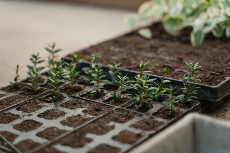 Start From Seed: The Beginner's Real-Talk Guide to Growing Organic Produce at Home