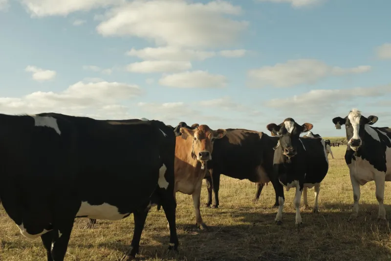What's Really Floating in Your Organic Milk? The Hormone-Free Promise Has Some Fine Print