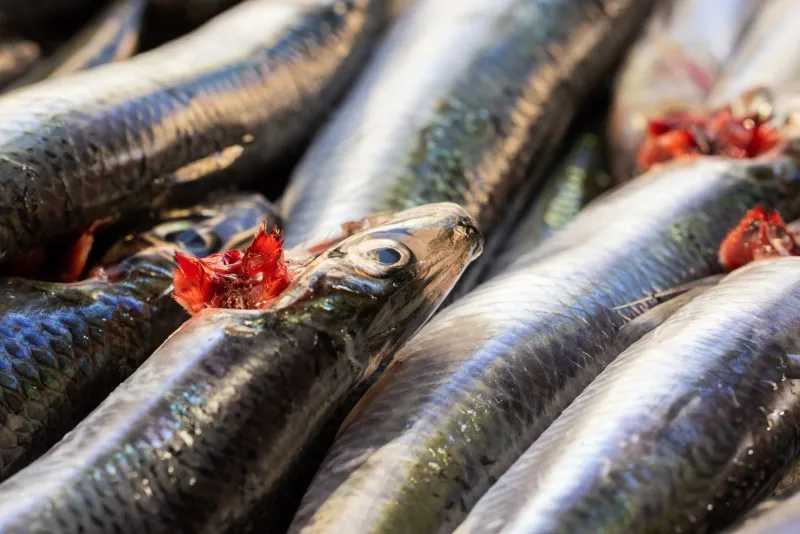 Wild vs. Farmed Organic Seafood: The Answer Is Messier Than You Think